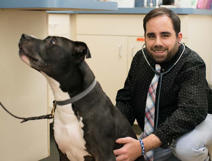 Dog Veterinarian